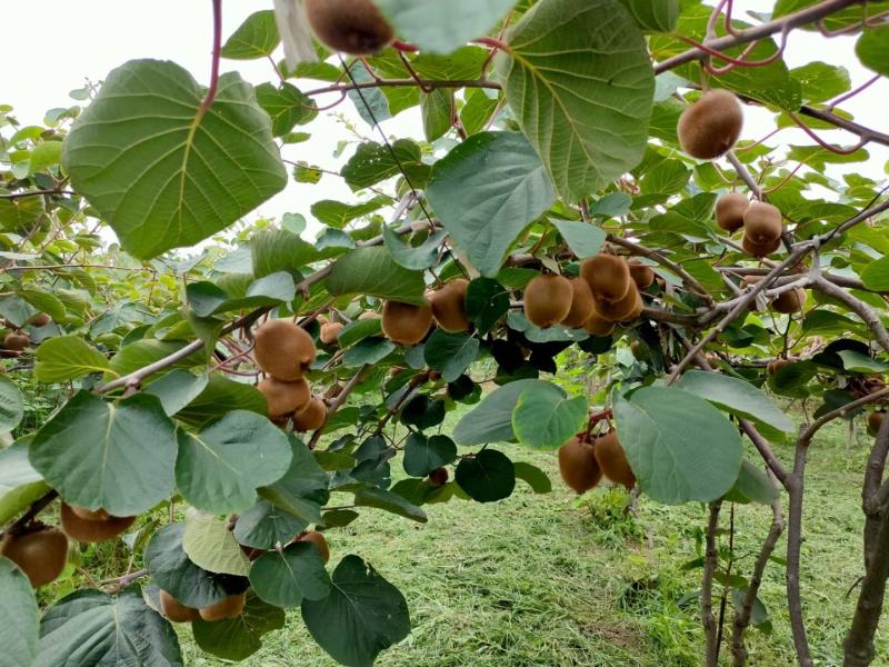 亚特泥猴桃绿心奇异果甜蜜多汁一件代发多重规格