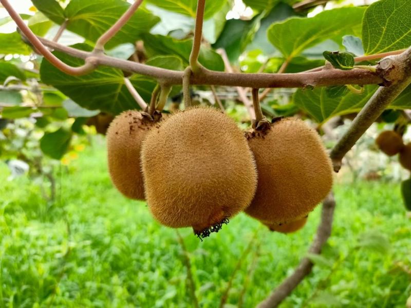亚特泥猴桃绿心奇异果甜蜜多汁一件代发多重规格