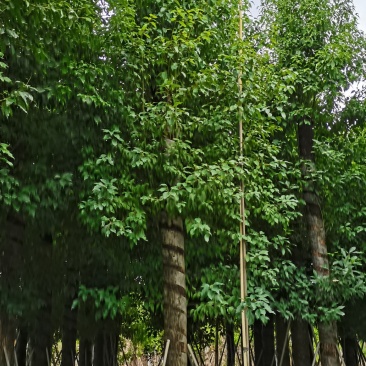 香樟树