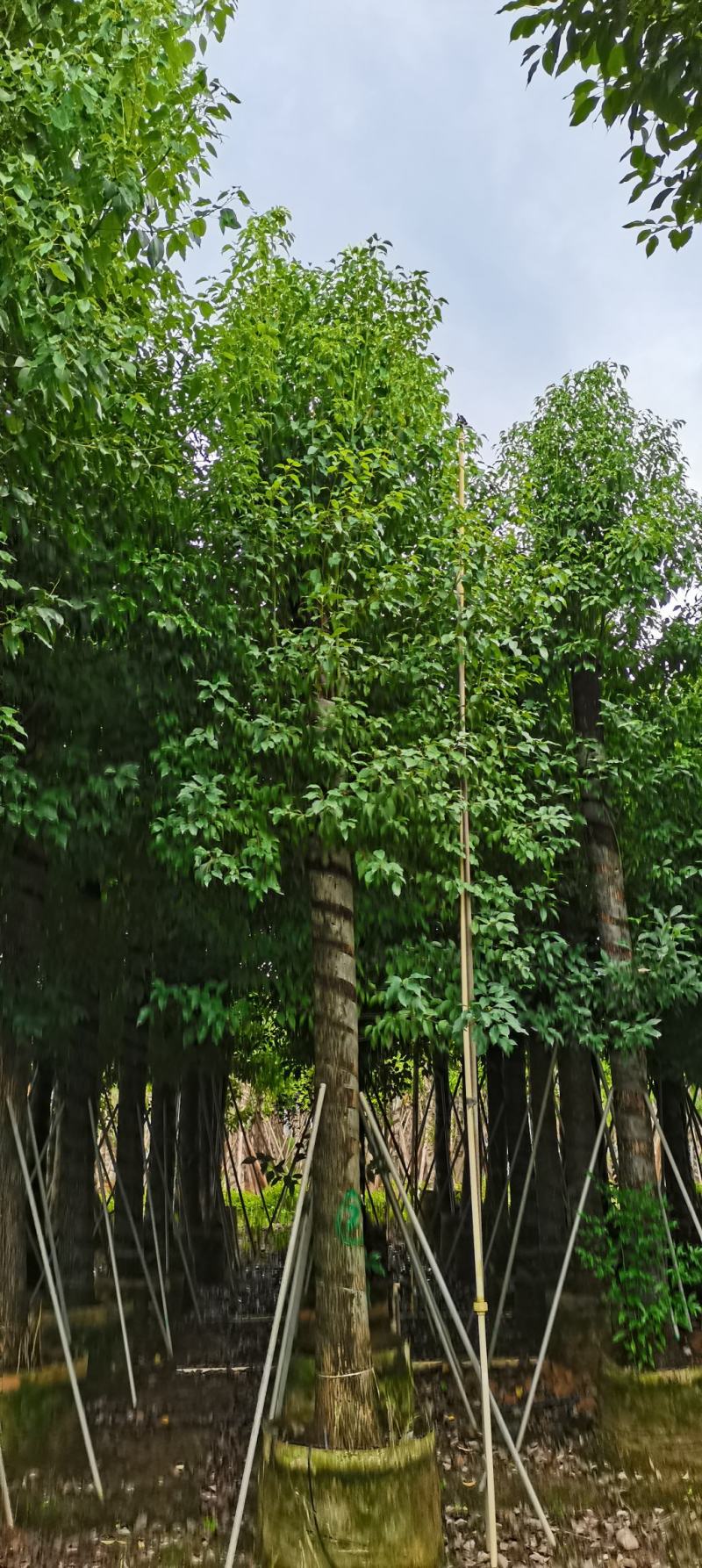 香樟树