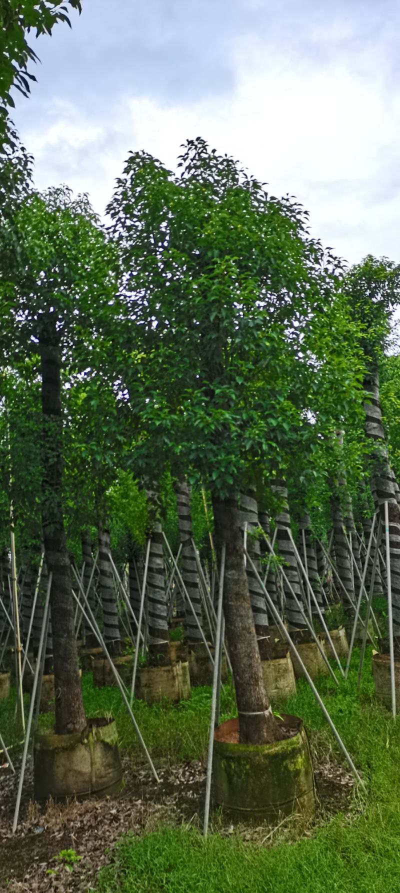 香樟树