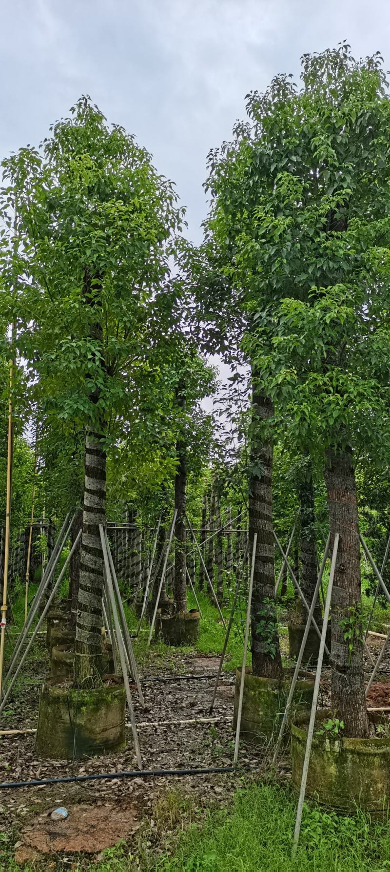 香樟树