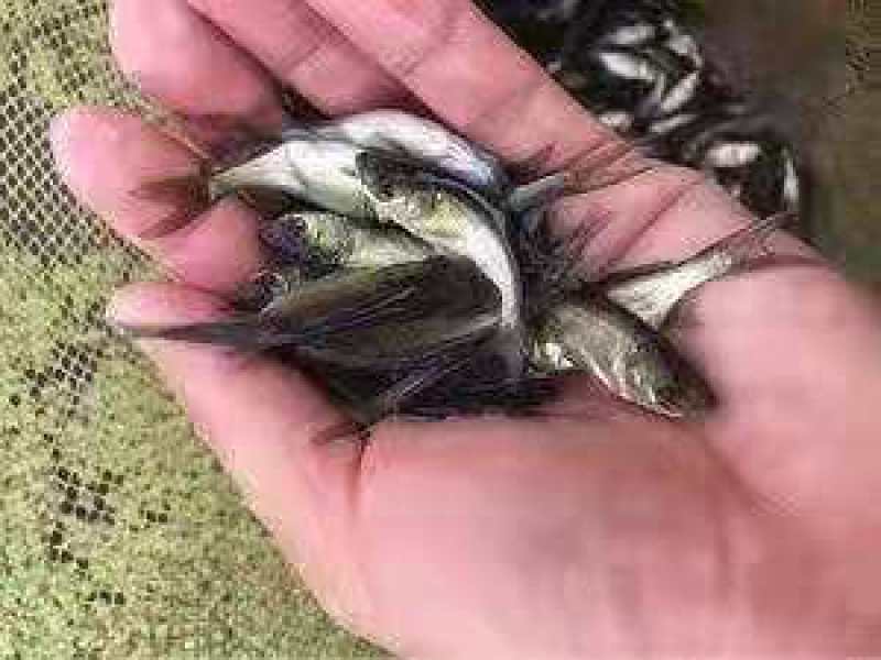 花鲢鱼苗，基地孵化，产地直销专车运输消毒放塘
