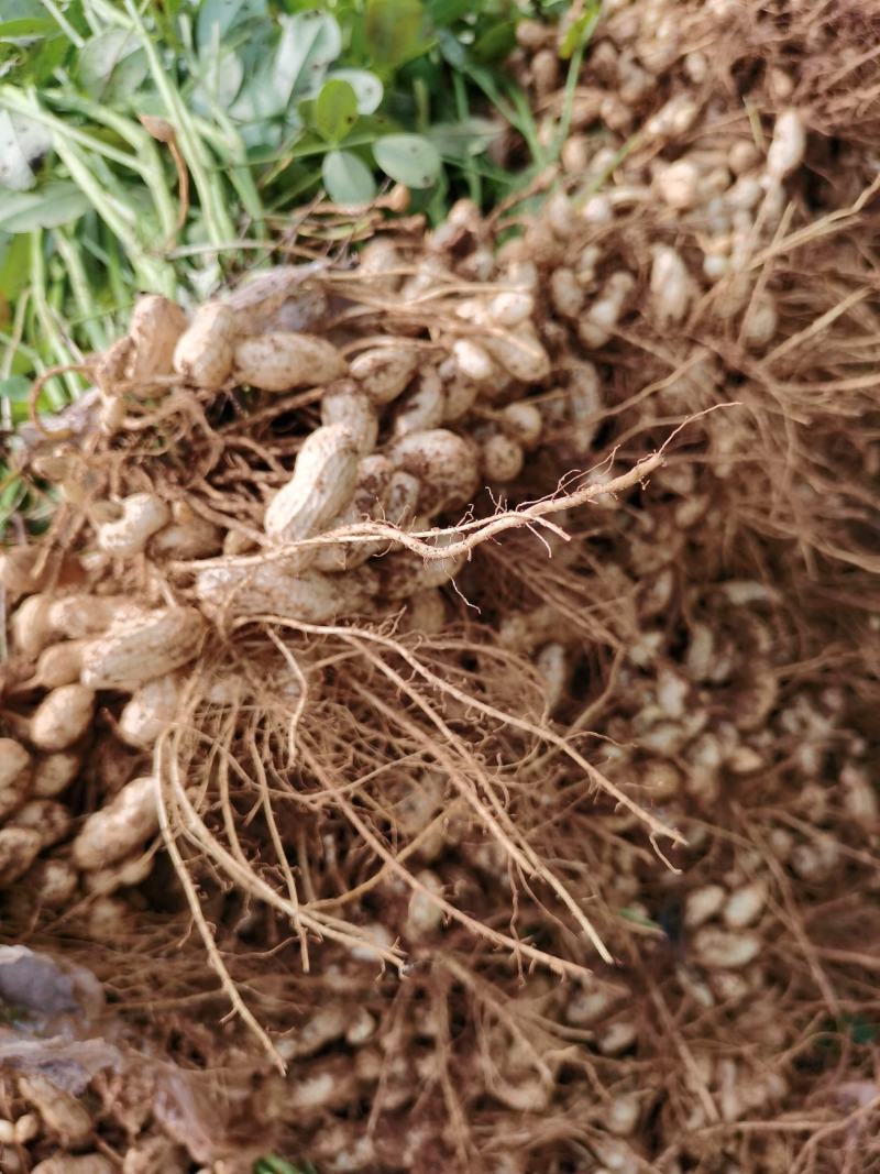 鲜花生，潍花八号，沙土地种植，表光好，口感好！