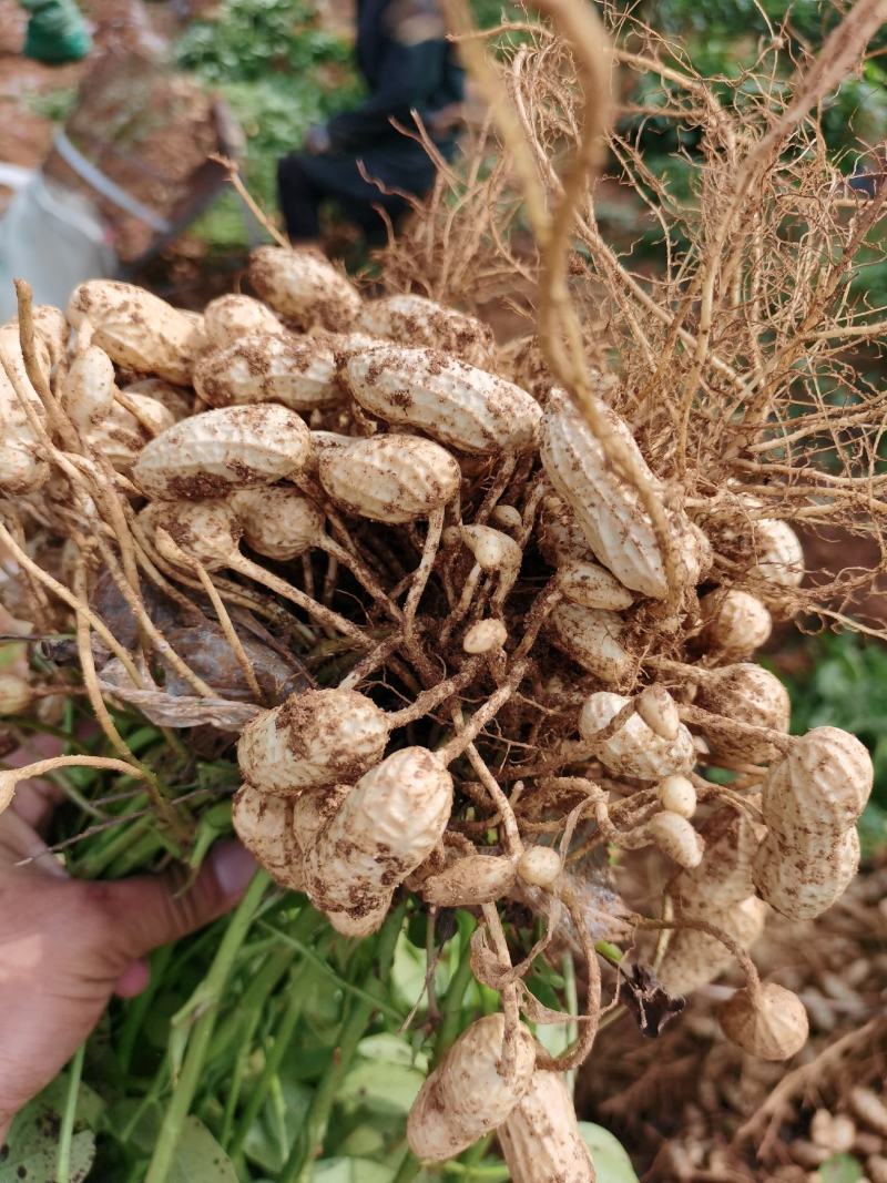 鲜花生，潍花八号，沙土地种植，表光好，口感好！