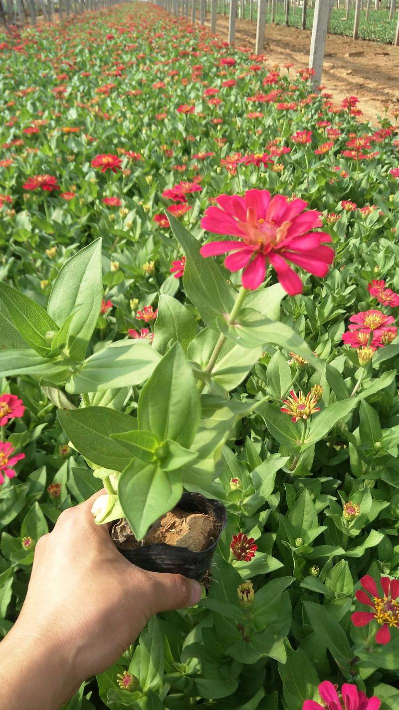 百日草，大量有货，种植基地，租摆好用，多色可选，规格齐全