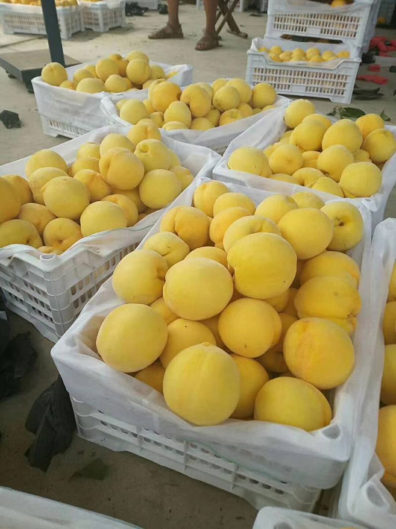 离核大黄桃，半斤起步，手选，欢迎四方客商采购
