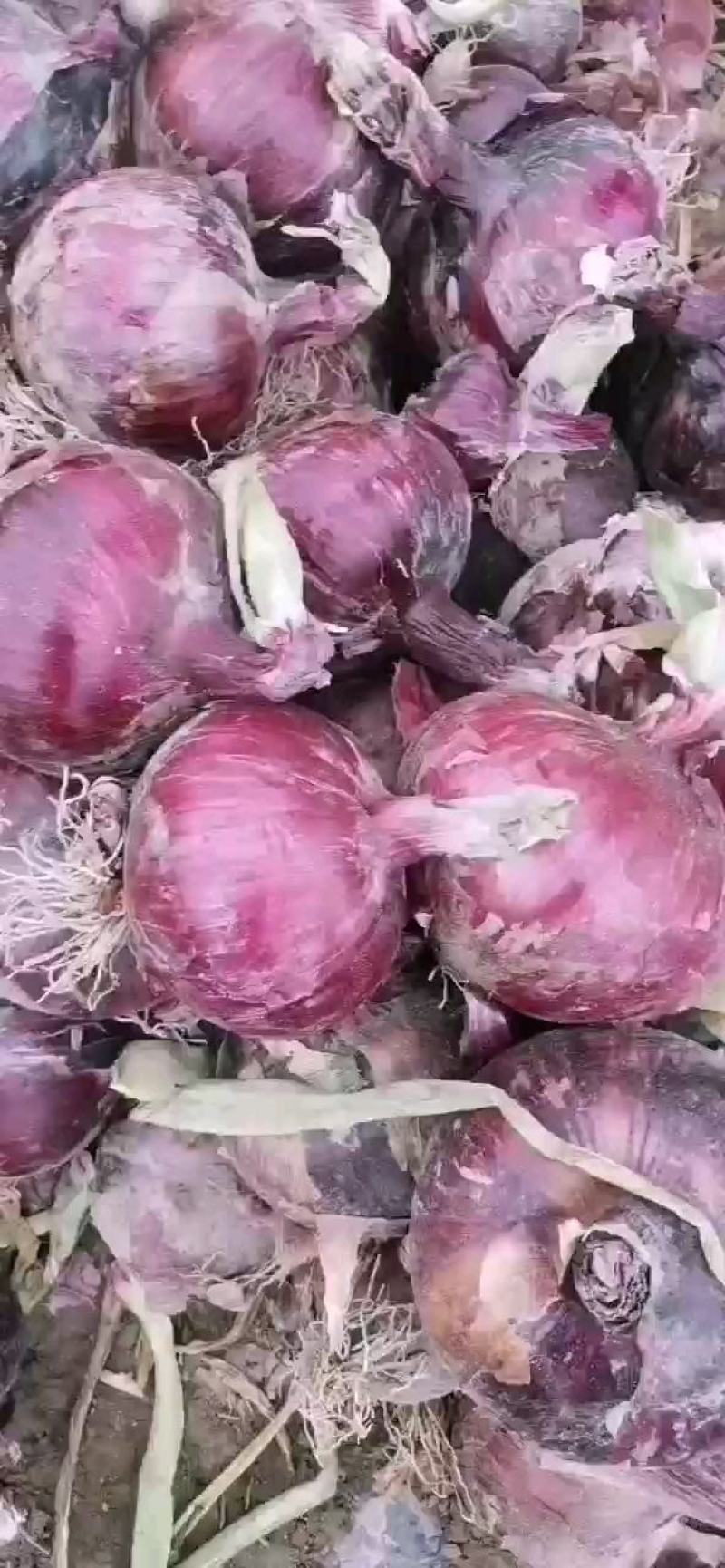甘肃精品紫皮洋葱产地直发一手货源价格优惠欢迎致电