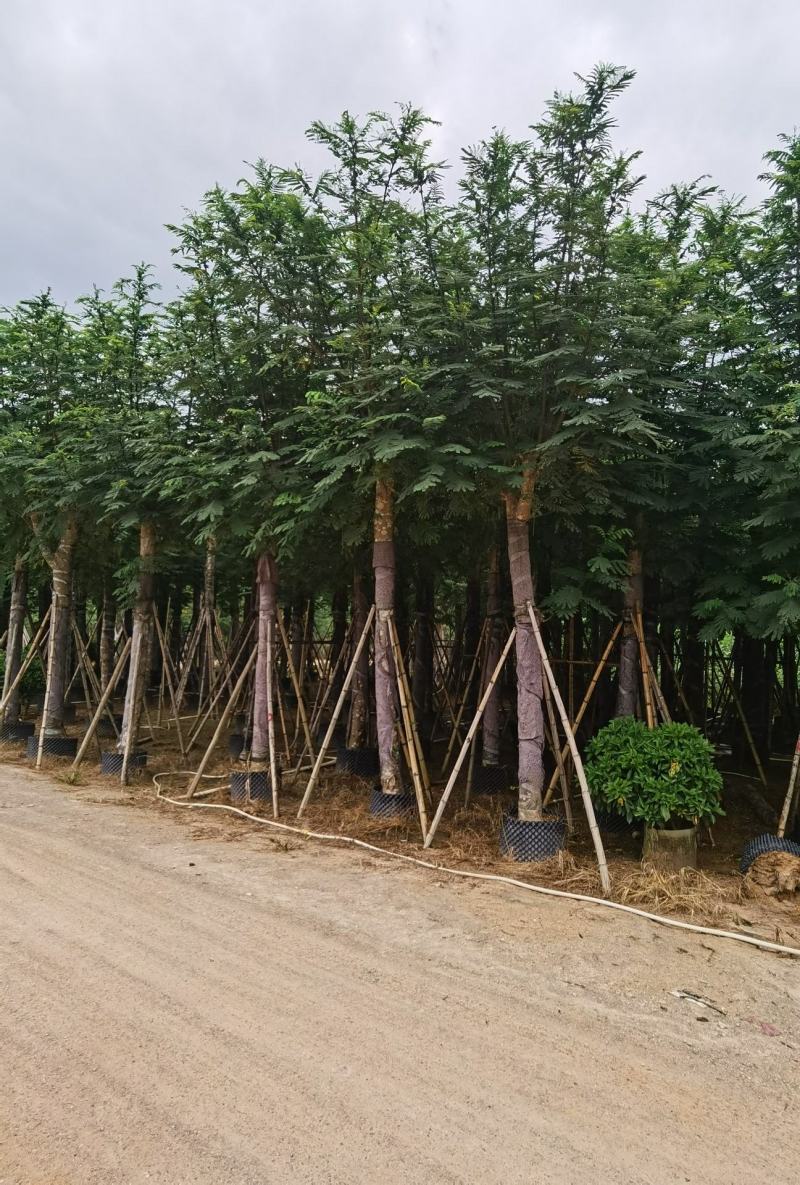 低价供应自家10-15分南洋楹袋苗，量大价优！