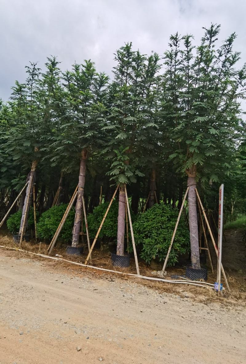 低价供应自家10-15分南洋楹袋苗，量大价优！