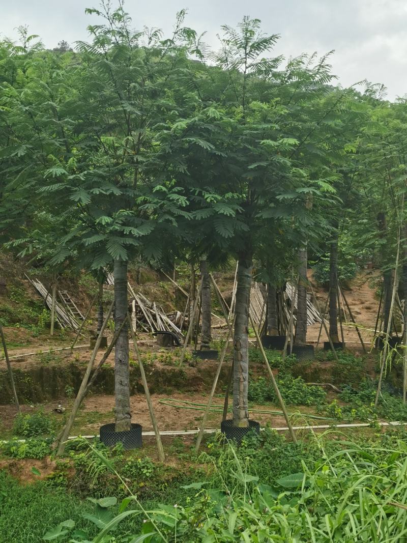 低价供应自家10-15分南洋楹袋苗，量大价优！
