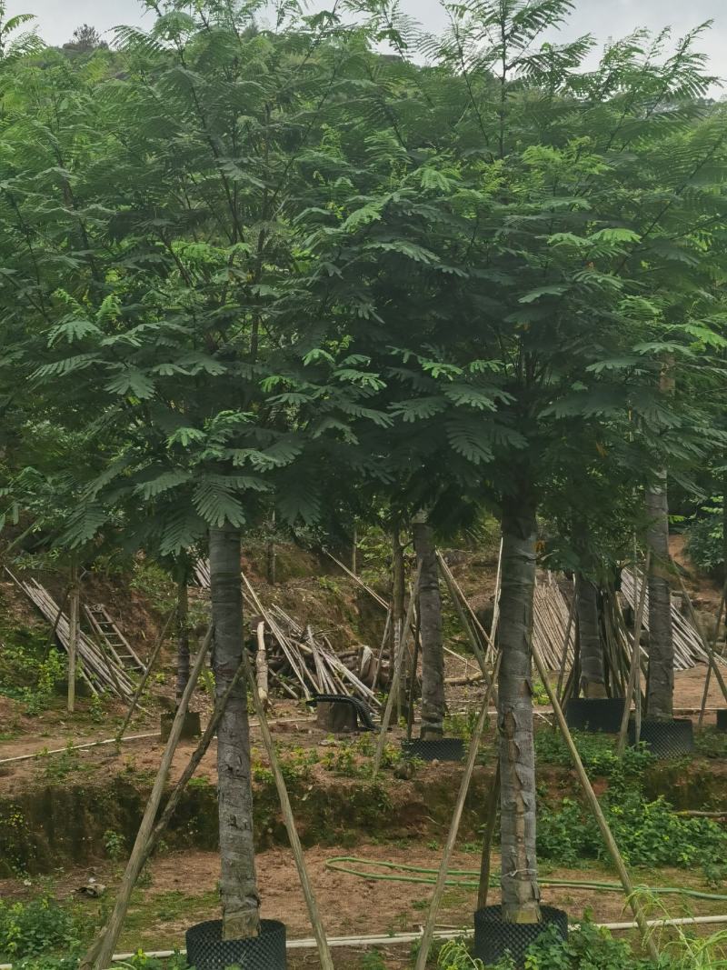低价供应自家10-15分南洋楹袋苗，量大价优！