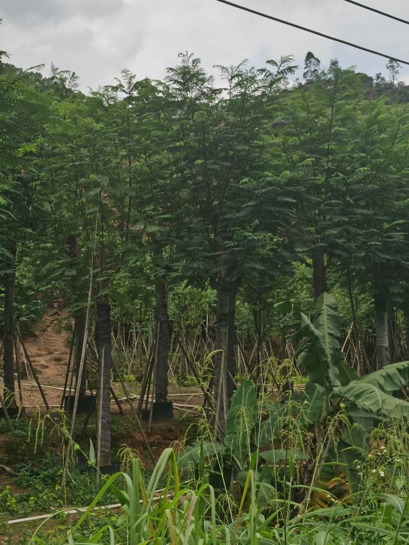 低价供应自家10-15分南洋楹袋苗，量大价优！