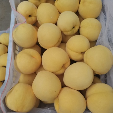 《精品推荐》锦绣黄桃大量上市，果面干净，质量保证！