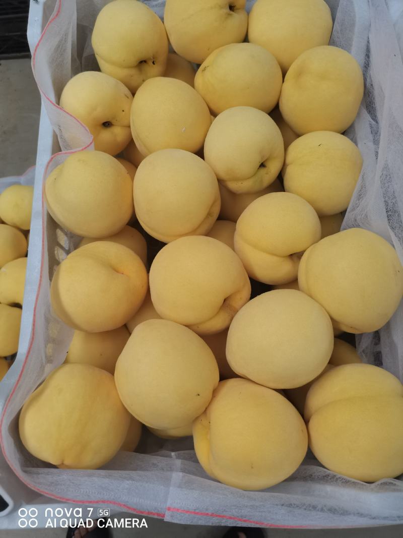 《精品推荐》锦绣黄桃大量上市，果面干净，质量保证！