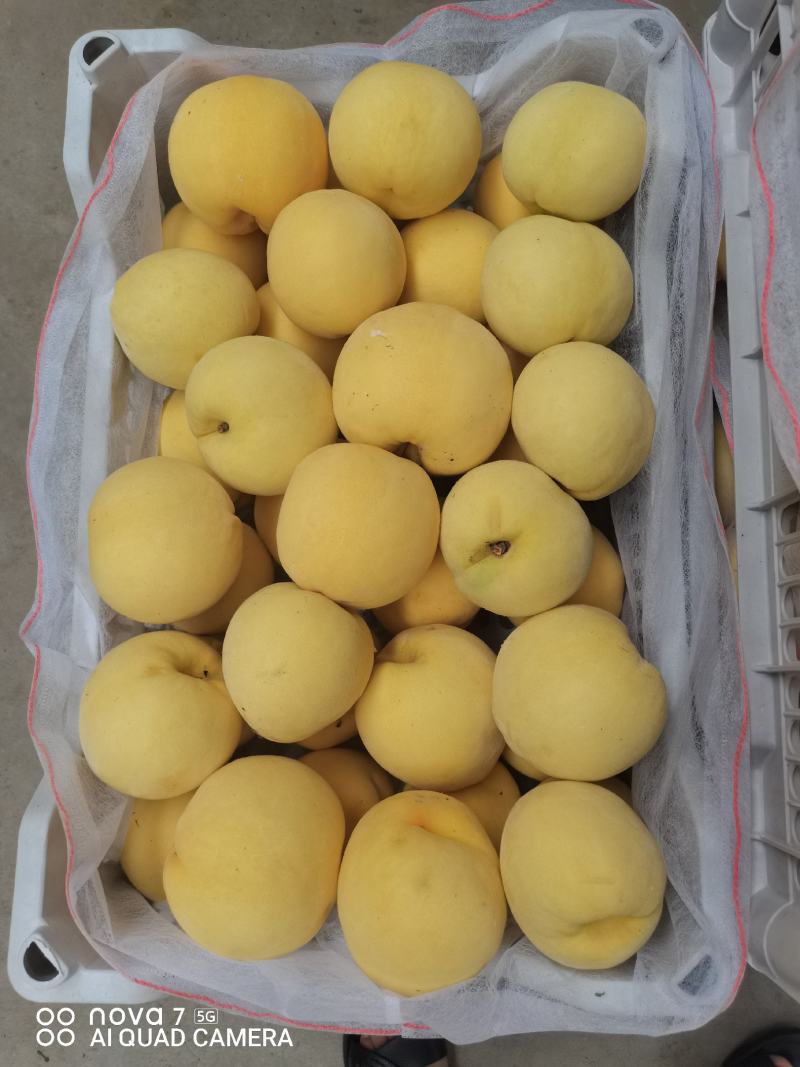 《精品推荐》锦绣黄桃大量上市，果面干净，质量保证！