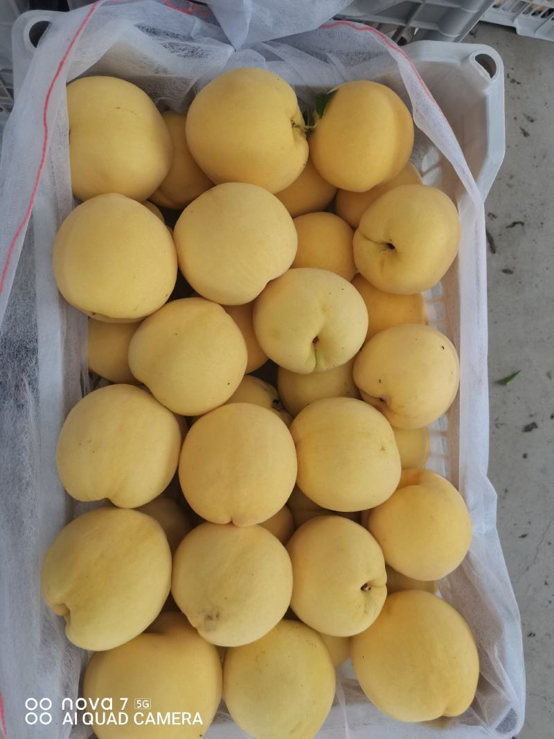 《精品推荐》锦绣黄桃大量上市，果面干净，质量保证！