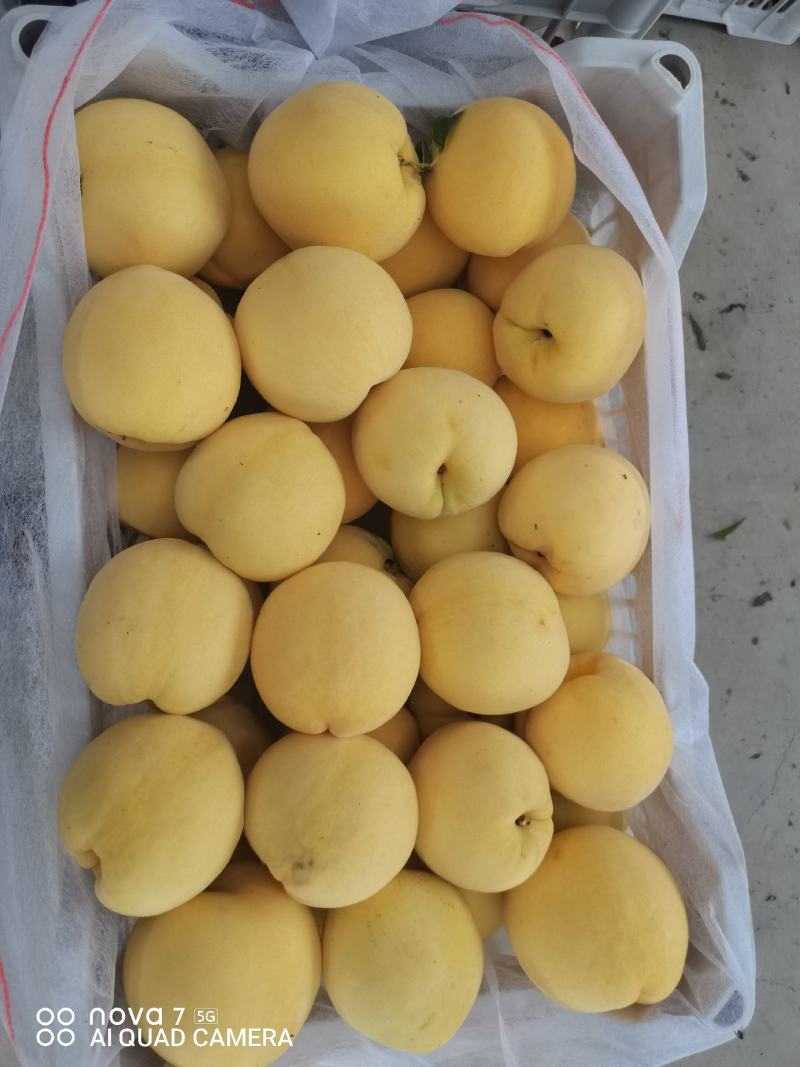 《精品推荐》锦绣黄桃大量上市，果面干净，质量保证！