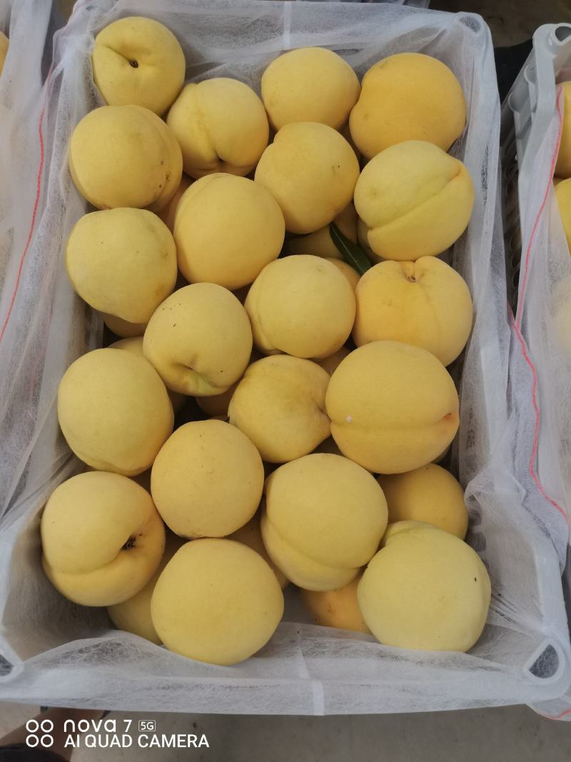 《精品推荐》锦绣黄桃大量上市，果面干净，质量保证！