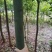 香樟6~12cm4~6cm2.5~3米
