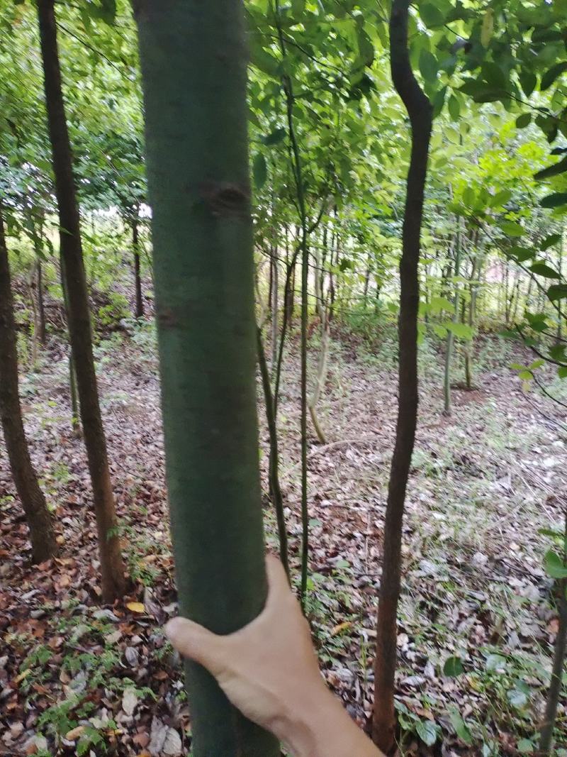 香樟6~12cm4~6cm2.5~3米