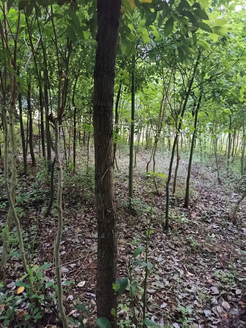 香樟6~12cm4~6cm2.5~3米