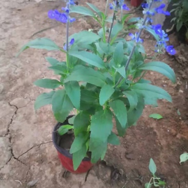 兰花鼠尾草，草花鼠尾草，一手货源，大量有货，基地直发