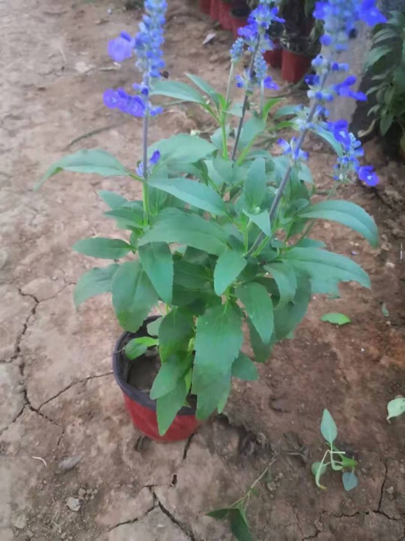 兰花鼠尾草，草花鼠尾草，一手货源，大量有货，基地直发