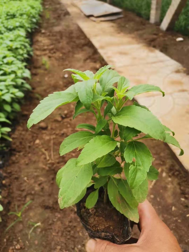 兰花鼠尾草，草花鼠尾草，一手货源，大量有货，基地直发