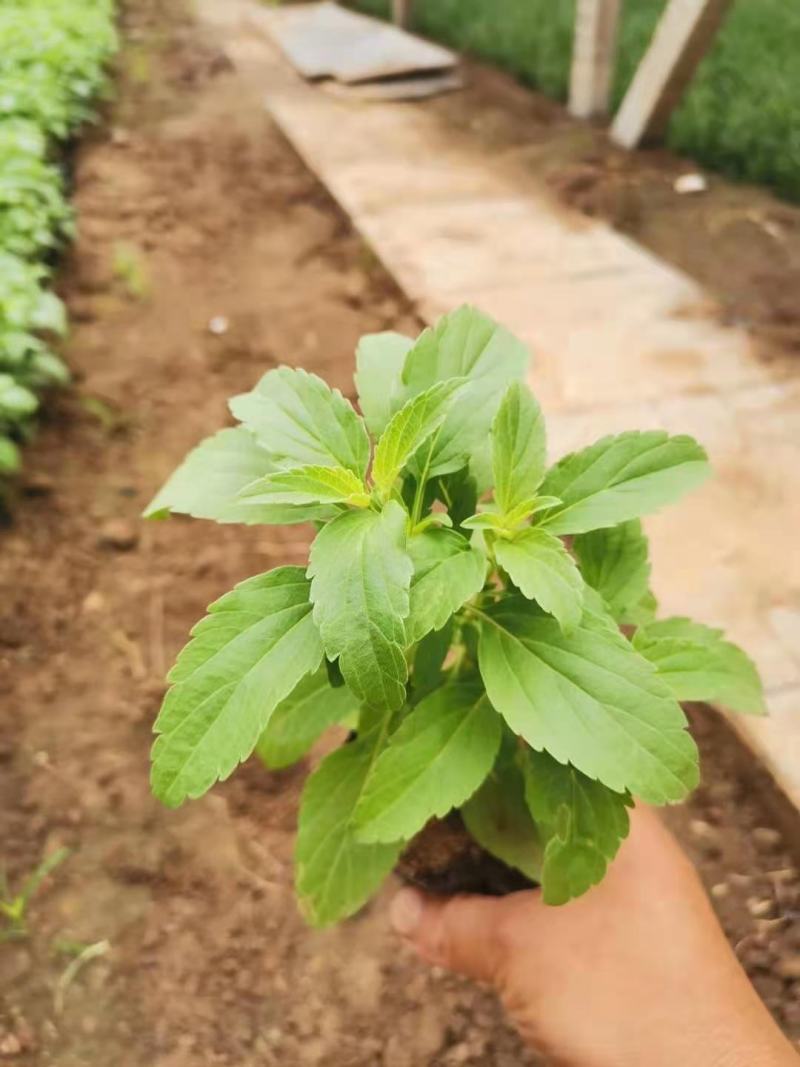 兰花鼠尾草，草花鼠尾草，一手货源，大量有货，基地直发