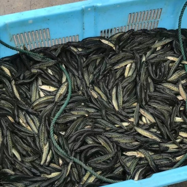 黑鱼苗乌鳢苗生财鱼观赏鱼苗小宠物活体食用冷淡水放生好养殖