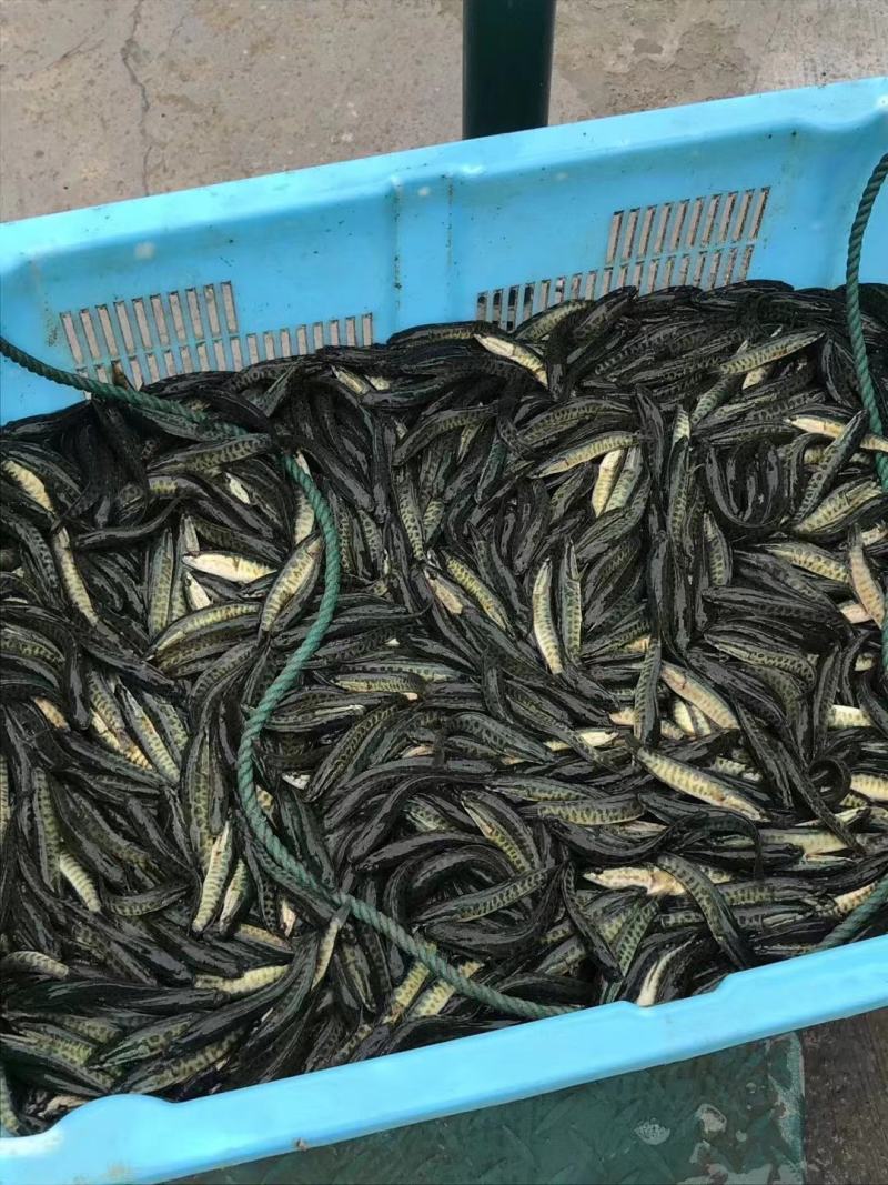黑鱼苗乌鳢苗生财鱼观赏鱼苗小宠物活体食用冷淡水放生好养殖