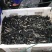 黑鱼苗乌鳢苗生财鱼观赏鱼苗小宠物活体食用冷淡水放生好养殖