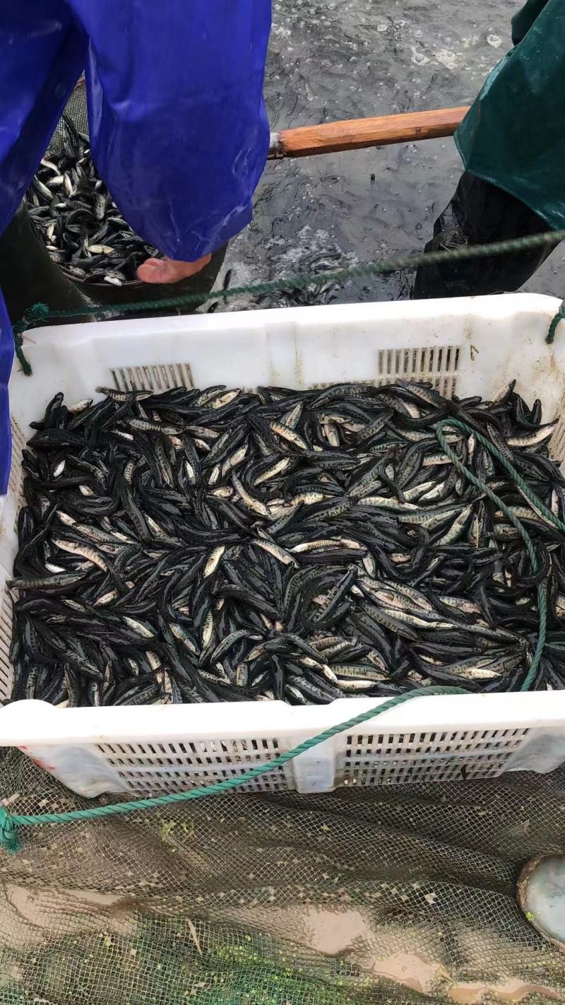 黑鱼苗乌鳢苗生财鱼观赏鱼苗小宠物活体食用冷淡水放生好养殖