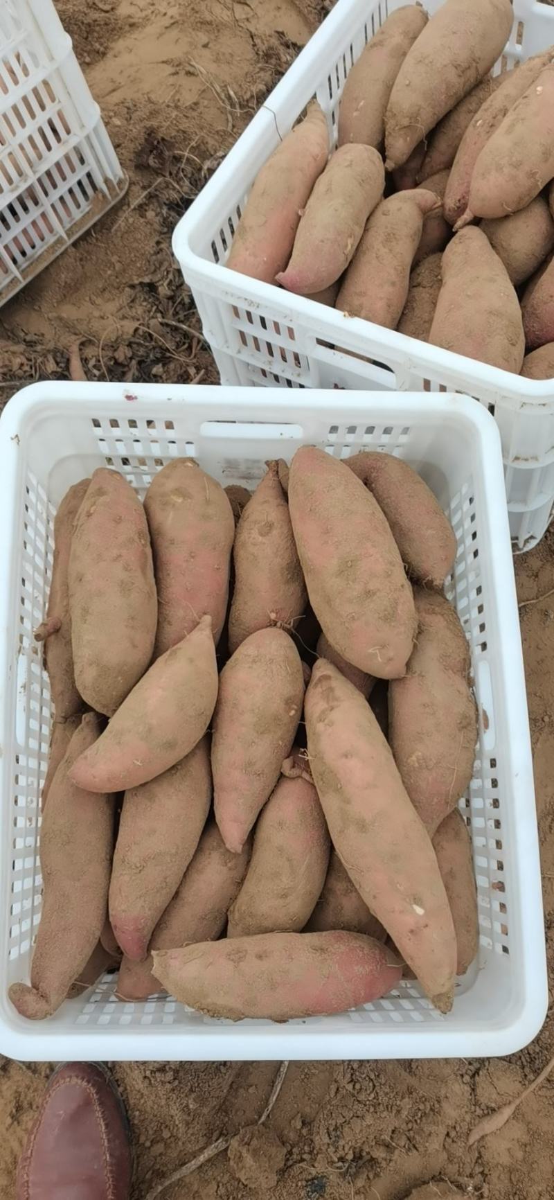 精品龙薯九