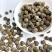 广西横县茉莉花茶厂花茶新茶浓香型茉莉黑龙珠茶