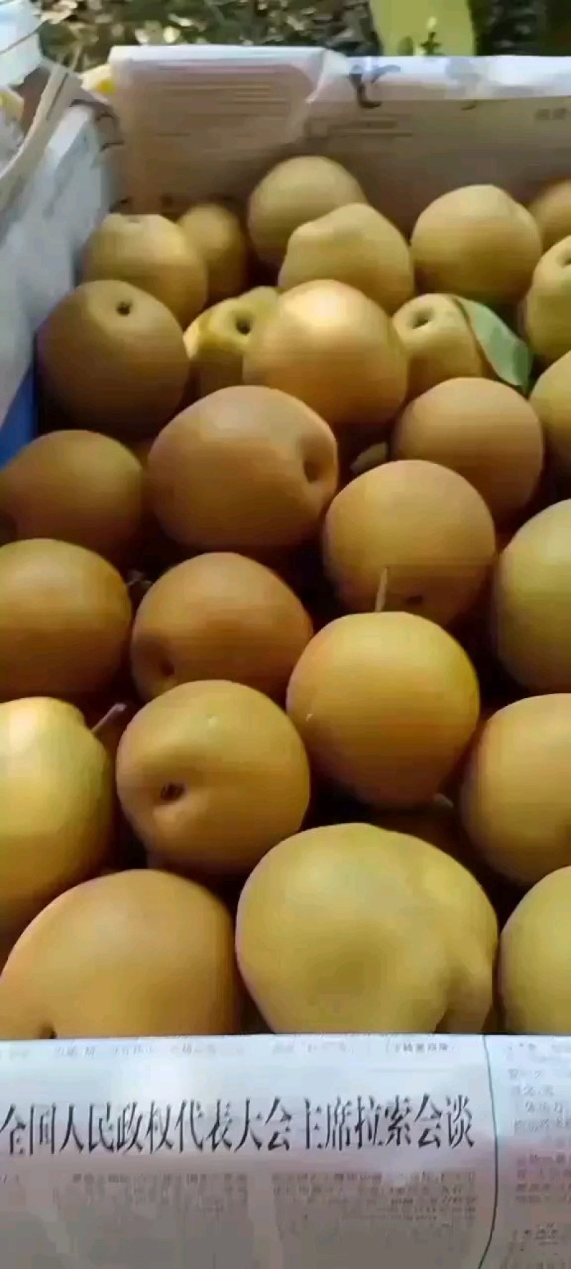 精品秋月梨大量上市，质量好，价格低，含糖量高，代发全国