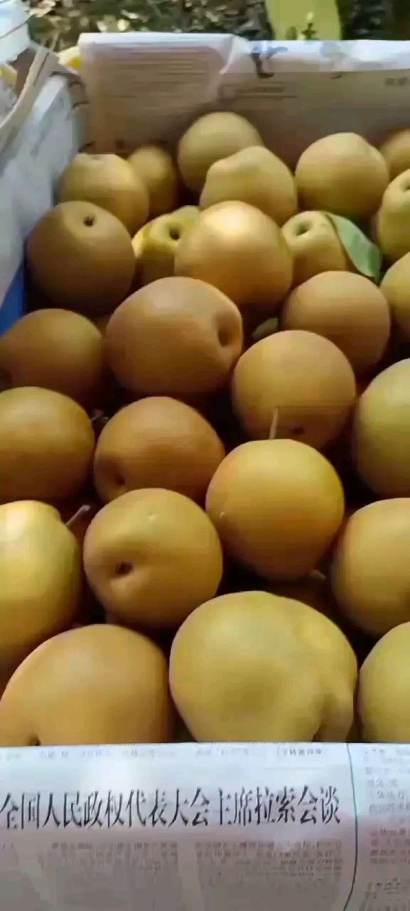 精品秋月梨大量上市，质量好，价格低，含糖量高，代发全国