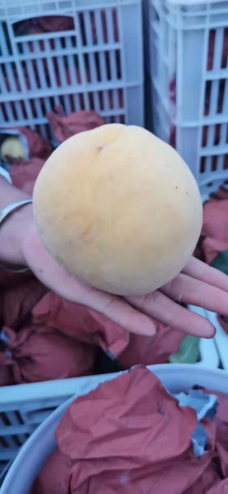 精品锦绣黄桃大量上市，质量好，价格低，含糖量高，代发全国