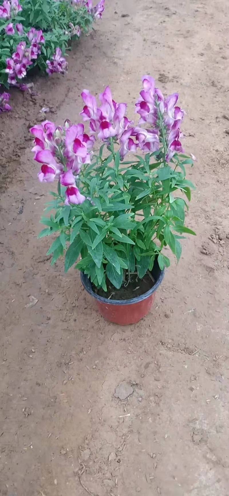 金鱼草，一手货源，大量有货，基地直发，花色齐全