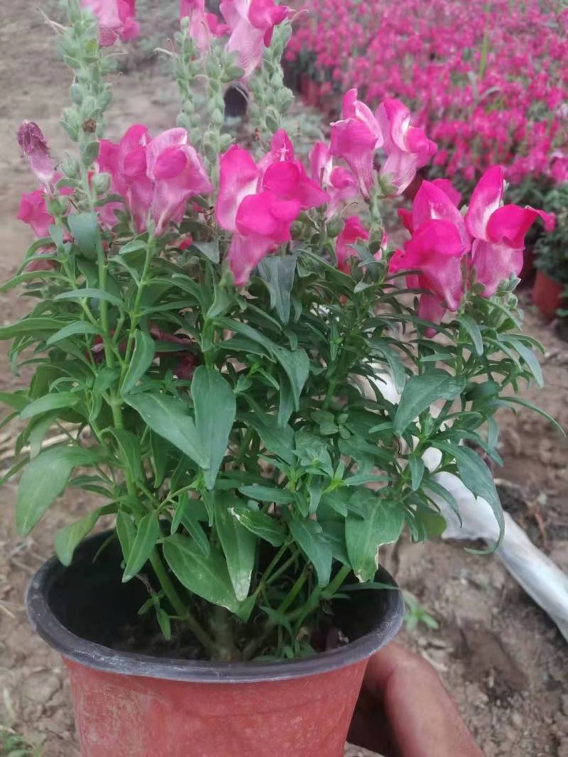 金鱼草，一手货源，大量有货，基地直发，花色齐全