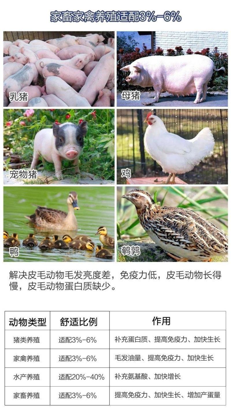 秘鲁进口鱼粉国产脱脂鱼粉鸡鸭鹅猪狗狐貂水产养殖龙虾禽畜饲