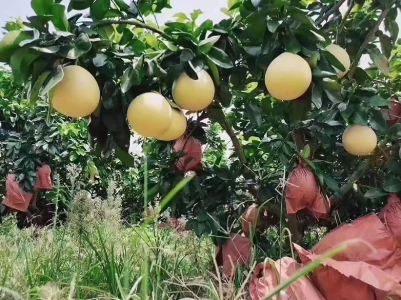 蜜柚红肉三红白肉产地直供货源充足代办代发加工清洗一条龙