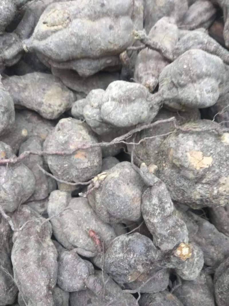 观赏药用何首乌，基地现挖现发，绿化观赏电商需要的可联系我