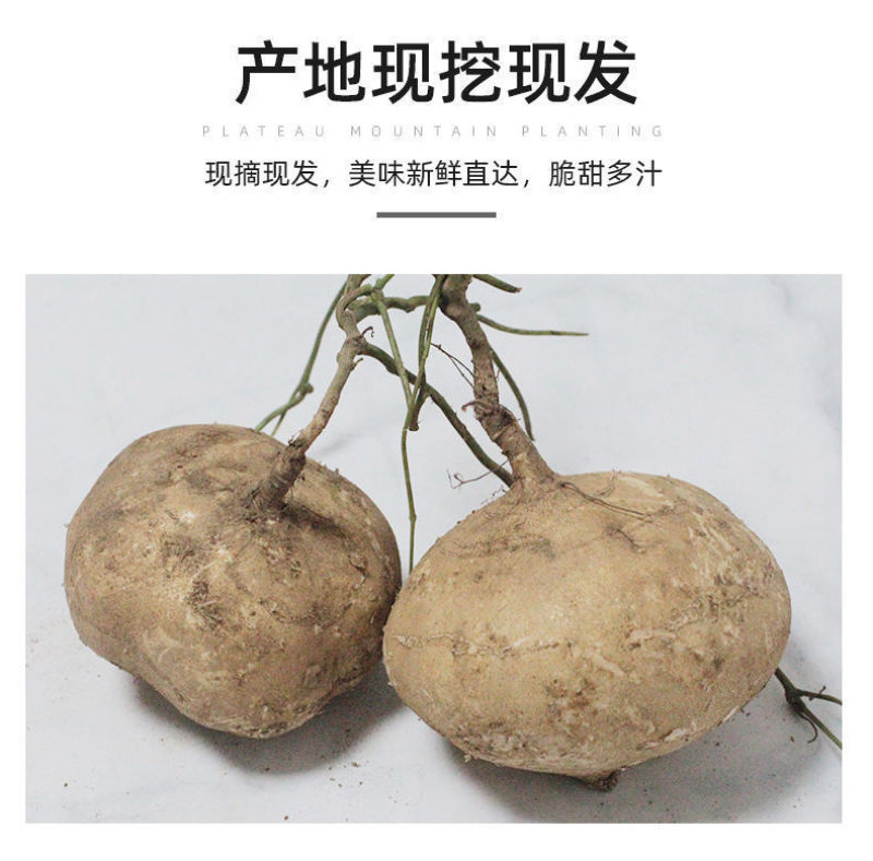 广西凉薯现挖新鲜蔬菜水果农家自种白地瓜豆薯番薯