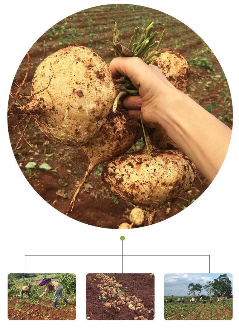 广西凉薯现挖新鲜蔬菜水果农家自种白地瓜豆薯番薯