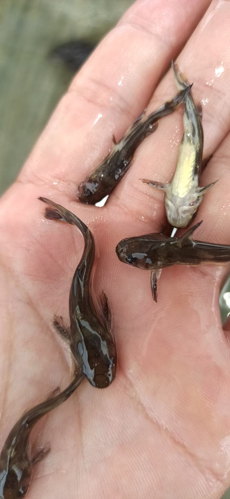 黄桑鱼苗黄骨鱼苗黄辣丁鱼场直供