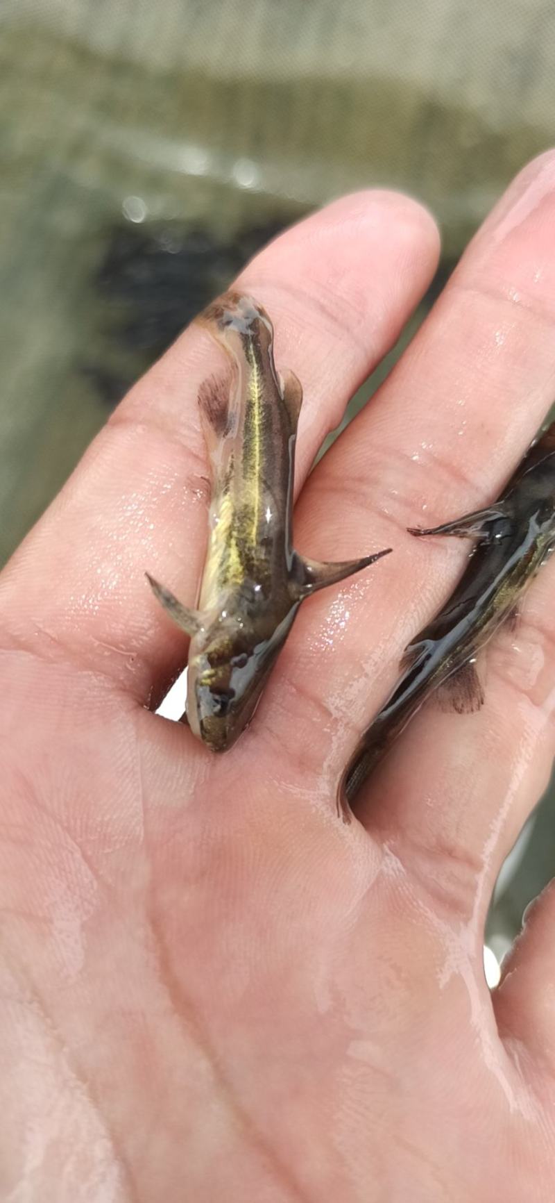 黄桑鱼苗黄骨鱼苗黄辣丁鱼场直供
