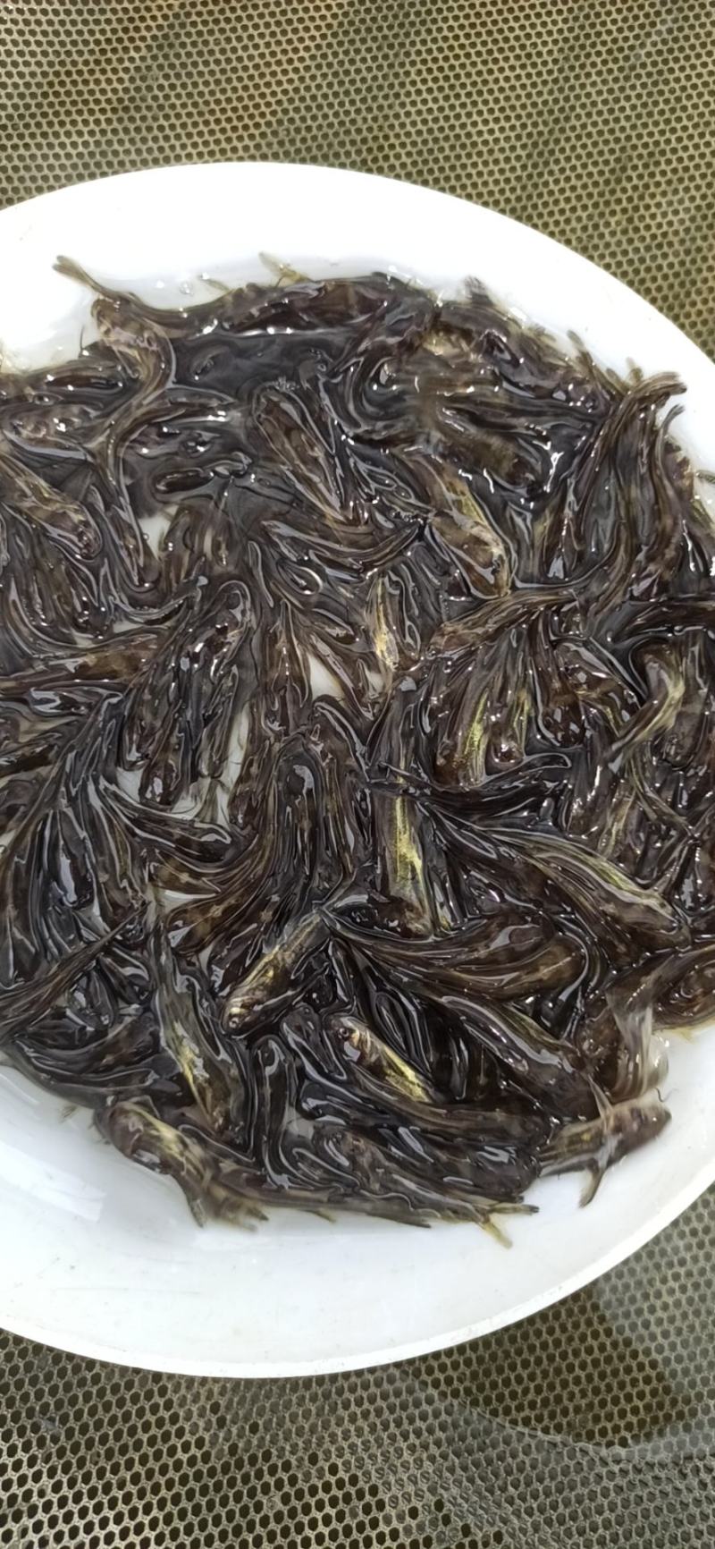 黄桑鱼苗黄骨鱼苗黄辣丁鱼场直供