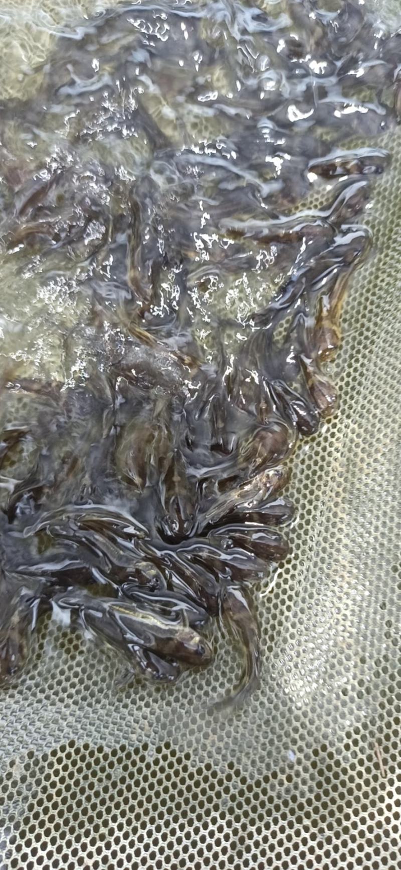 黄桑鱼苗黄骨鱼苗黄辣丁鱼场直供